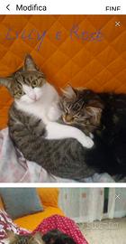 Gatti e adulte rimaste sole