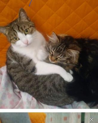 Gatti e adulte rimaste sole