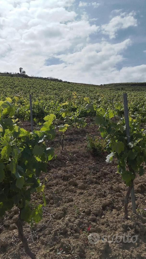 Terreno agricolo comune Poggioreale TP - Vista 2