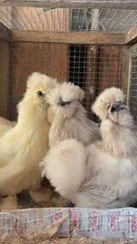 Pulcini moroseta marans araucana