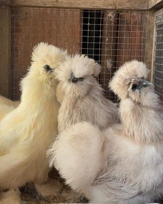 Pulcini moroseta marans araucana