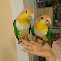 Caicchi che parlano stupendi allevati mano