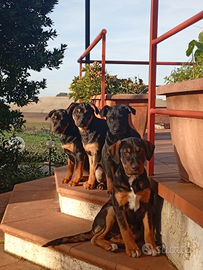 Cuccioli da adottare