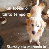 Starsky 9/10 anni