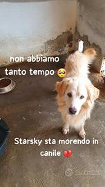 Starsky 9/10 anni
