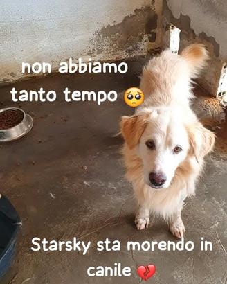 Starsky 9/10 anni