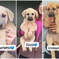 Cuccioli futuri taglia media