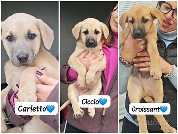 Cuccioli futuri taglia media
