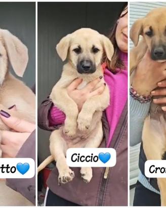 Cuccioli futuri taglia media