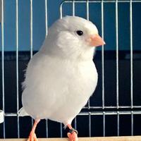 Canarino selezionato bianco recessivo maschio 2025