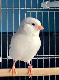 Canarino selezionato bianco recessivo maschio 2025