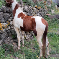 Vendesi cavallo Paint horse