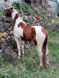 Vendesi cavallo Paint horse