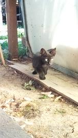 Gattini