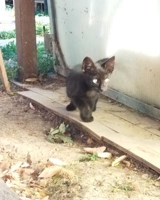 Gattini