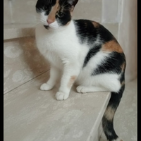 Gatta giovane sterilizzata