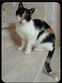 Gatta giovane sterilizzata