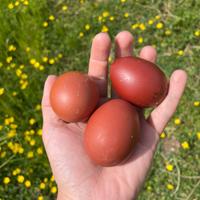 Uova marroni di galline Marans