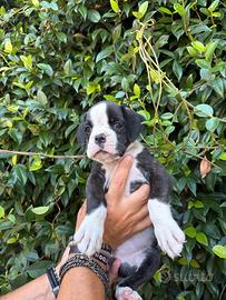 Boxer cuccioli