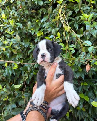 Boxer cuccioli