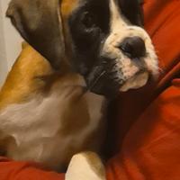 Boxer cuccioli alta genealogia