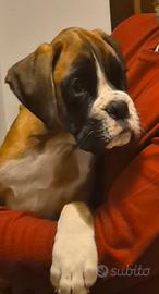 Boxer cuccioli alta genealogia