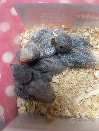 4 inseparabili blu allevati a mano