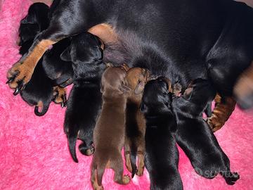 Cuccioli bassotti nani e kaninchen