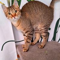 Un tigrotto di nome linus