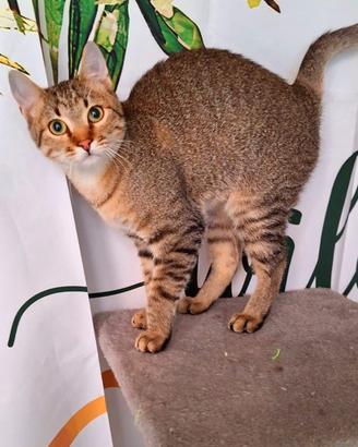 Un tigrotto di nome linus