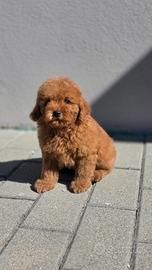 Barbone nano