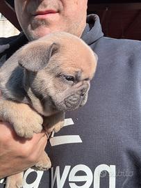 Bulldog francese