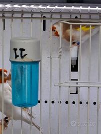 Cardellini major 2025