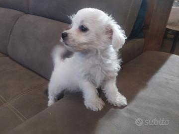 Maltipoo cuccioli toy