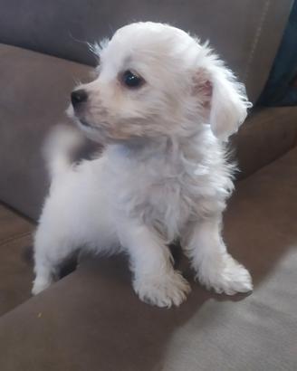 Maltipoo cuccioli toy