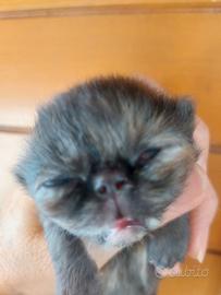 Gattine Persiane