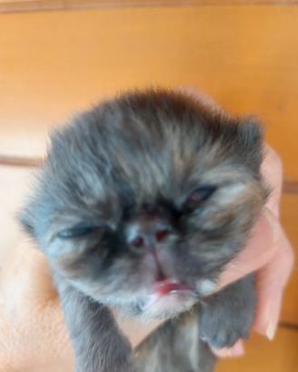 Gattine Persiane