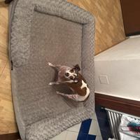 Cuccia cani con memory form