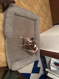 Cuccia cani con memory form