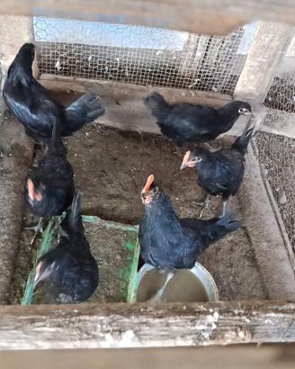 Galline siciliane
