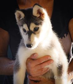 Siberian husky pedigree enci