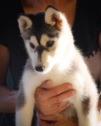 Siberian husky pedigree enci