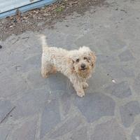 Barboncina di 8 anni