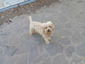 Barboncina di 8 anni