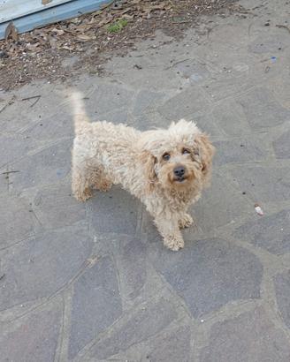 Barboncina di 8 anni