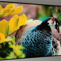 Oled TV Panasonic 65 pollici 