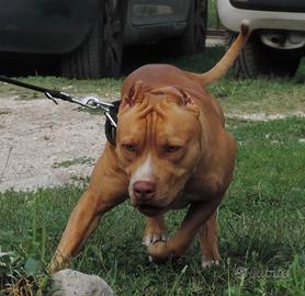 Cuccioli di Pitbull red rose