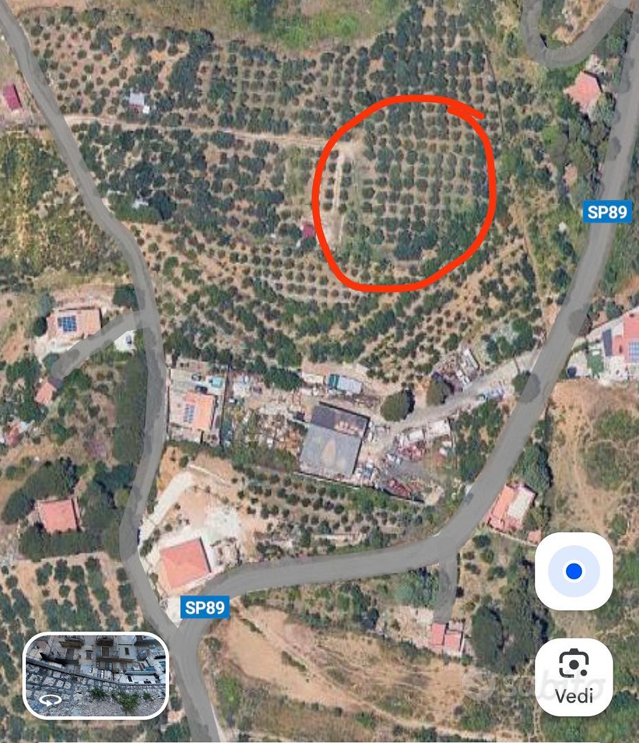 Terreno di 2500 mq uliveto - Vista 2