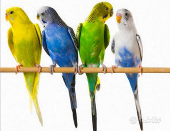 Pappagallini cocorite