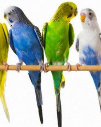 Pappagallini cocorite